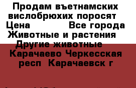 Продам въетнамских вислобрюхих поросят › Цена ­ 2 500 - Все города Животные и растения » Другие животные   . Карачаево-Черкесская респ.,Карачаевск г.